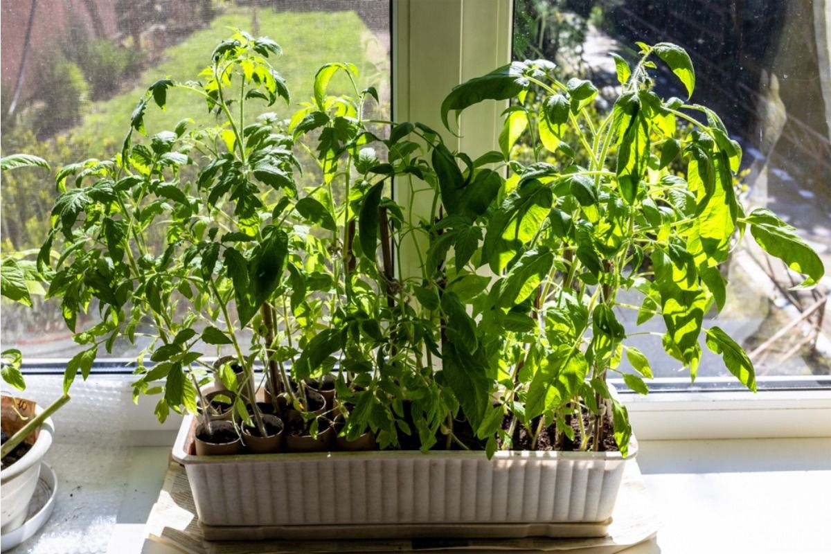 A Small Change in Sunlight Exposure Is Causing Big Differences in Plant Growth Across Similar Yards