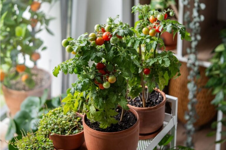 Everyone Is Buying Tomato Plants Right Now, But Gardeners Say One Early Mistake Can Ruin Them Overnight