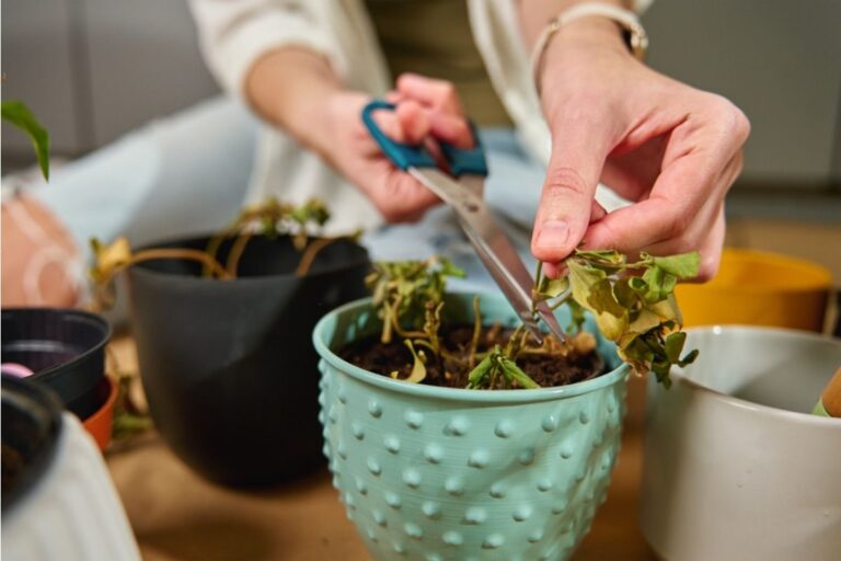 Experts Say Many Home Plants Fail to Reach Full Size Because of One Overlooked Early Growth Stage