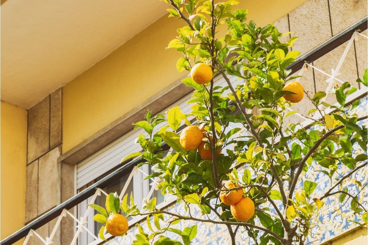 Gardener Says Neighbors Kept Picking Fruit From Her Trees Without Asking, Now She’s Putting a Stop to It “They Act Like It’s Free Anyway”