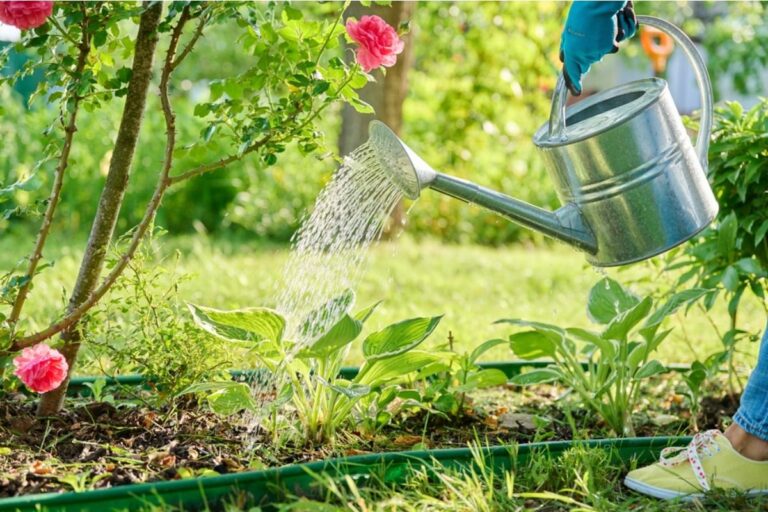 Gardener Says One Small Watering Habit Caused Mold to Spread Across Her Soil Overnight