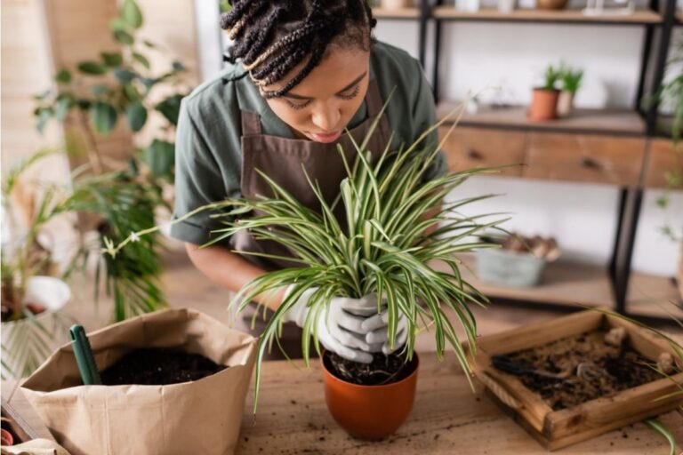 Gardeners Are Mixing Indoor and Outdoor Plants, But One Care Difference Is Causing Unexpected Stress