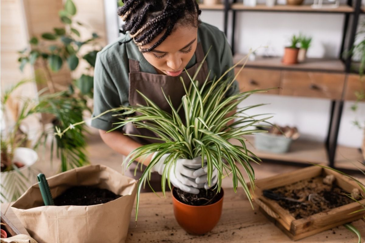 Gardeners Are Mixing Indoor and Outdoor Plants, But One Care Difference Is Causing Unexpected Stress