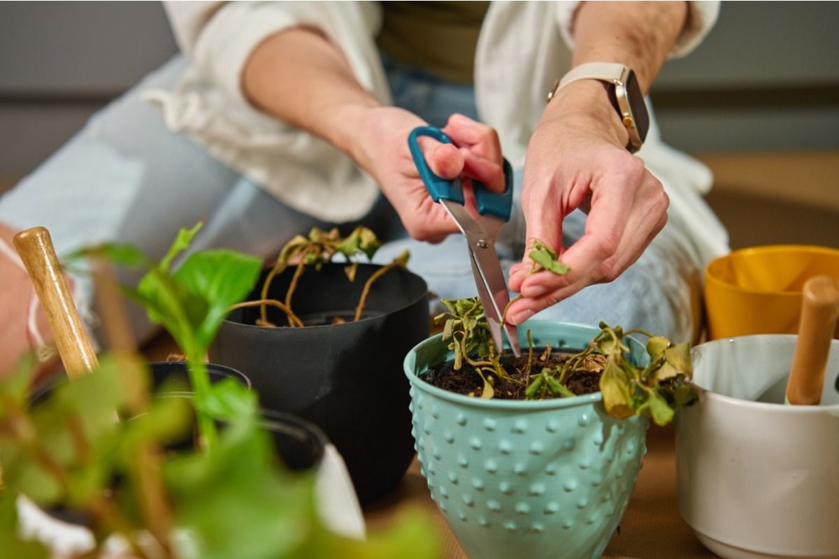 Gardeners Are Noticing More Wilting During Mild Weather, And One Hidden Factor Could Be Behind It