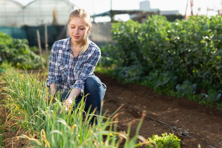 Gardeners Are Surprised to Learn That One Common Mulching Mistake Can Slowly Damage Plant Roots Over Time