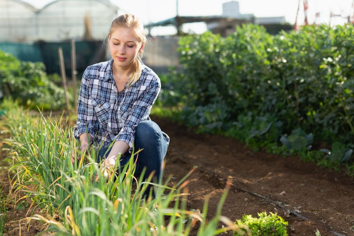 Gardeners Are Surprised to Learn That One Common Mulching Mistake Can Slowly Damage Plant Roots Over Time