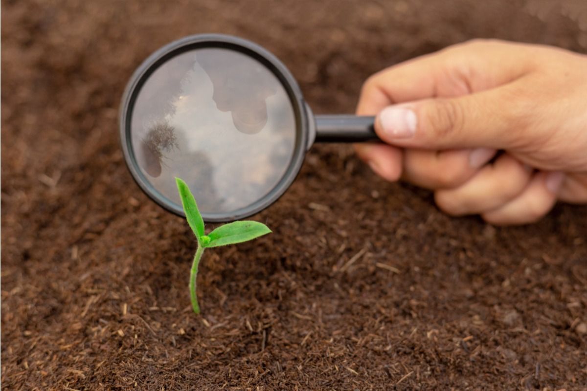 Gardeners Say One Overlooked Soil Layer Problem Can Limit Growth Even When Everything Above Looks Healthy