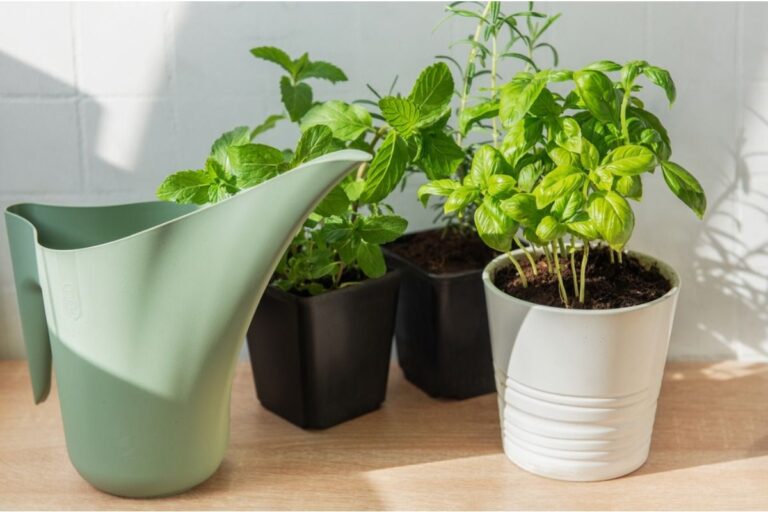 Growing Herbs at Home Seems Easy, But One Watering Habit Is Slowing Their Growth Without You Noticing