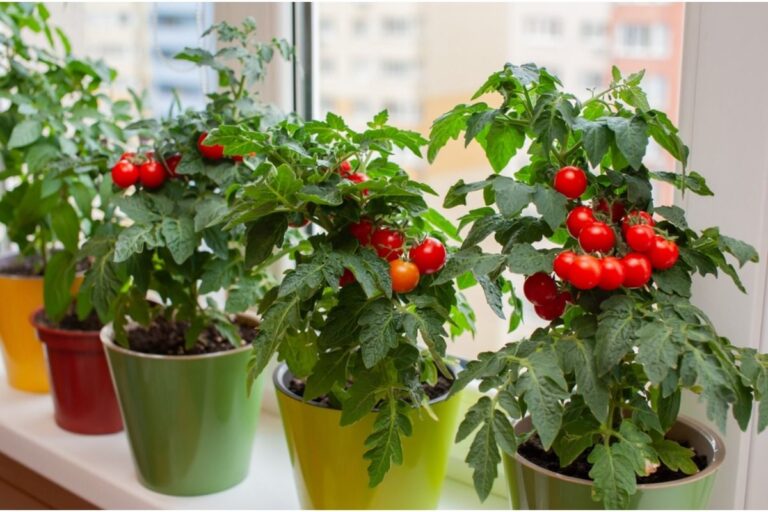 Home Garden Trends Are Shifting Toward Fewer Plants but Higher Yield, And It’s Changing How People Grow Food