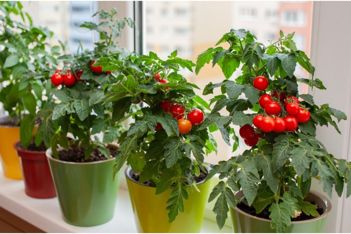 Home Garden Trends Are Shifting Toward Fewer Plants but Higher Yield, And It’s Changing How People Grow Food