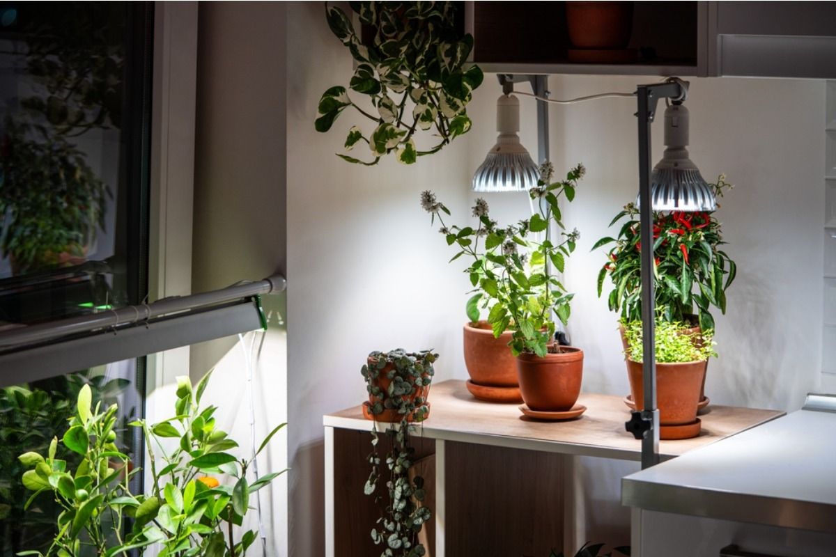 Home Gardeners Are Growing Shade-Tolerant Vegetables Indoors, And Low-Light Spaces Are Finally Being Used