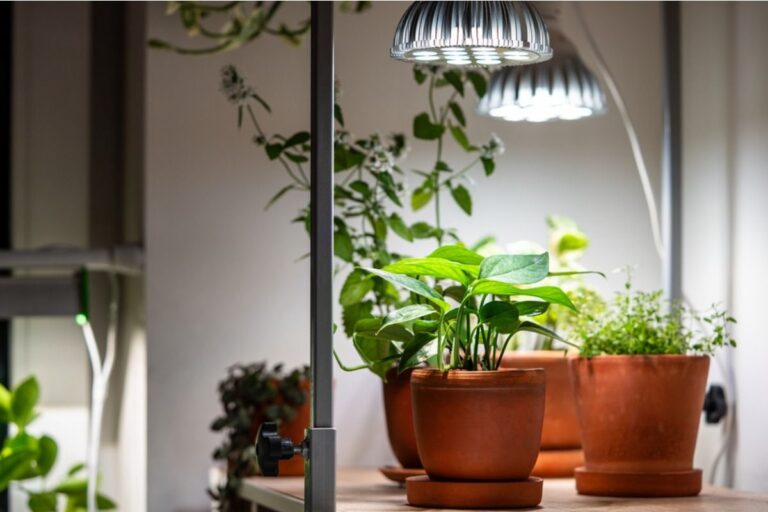 Home Gardeners Are Growing Vegetables Indoors This Season, But One Light Mistake Is Limiting Their Growth