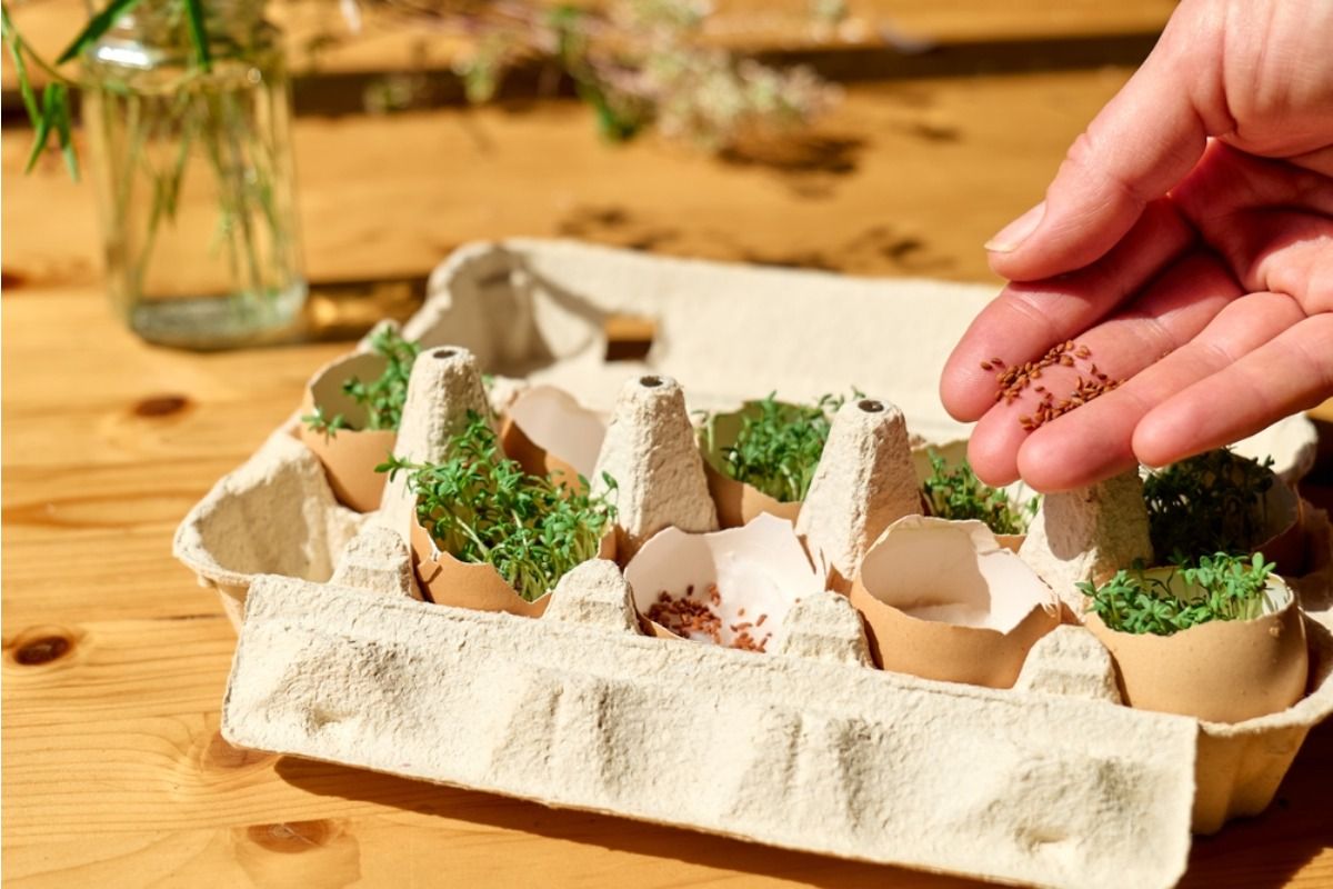 Home Gardeners Are Noticing Strong Seed Germination but Weak Later Growth, And One Transition Step Is Often Missing