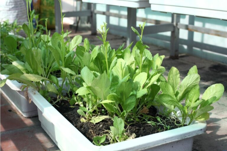 Home Gardeners Are Switching to Fast-Harvest Micro Vegetables, And They’re Getting Edible Greens in Just Weeks