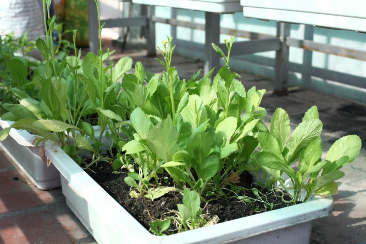 Home Gardeners Are Switching to Fast-Harvest Micro Vegetables, And They’re Getting Edible Greens in Just Weeks