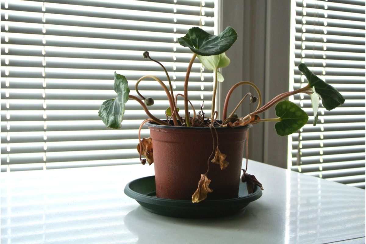 Home Gardeners Say Their Plants Look Fine Until They Suddenly Decline, And One Hidden Cause Keeps Showing Up