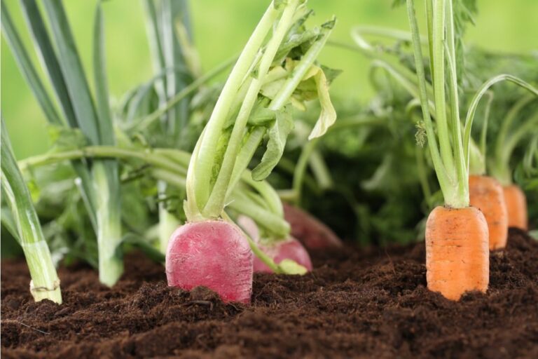 Home Gardening Is Becoming More Experimental, With People Growing Exotic Vegetables They’ve Never Tried Before