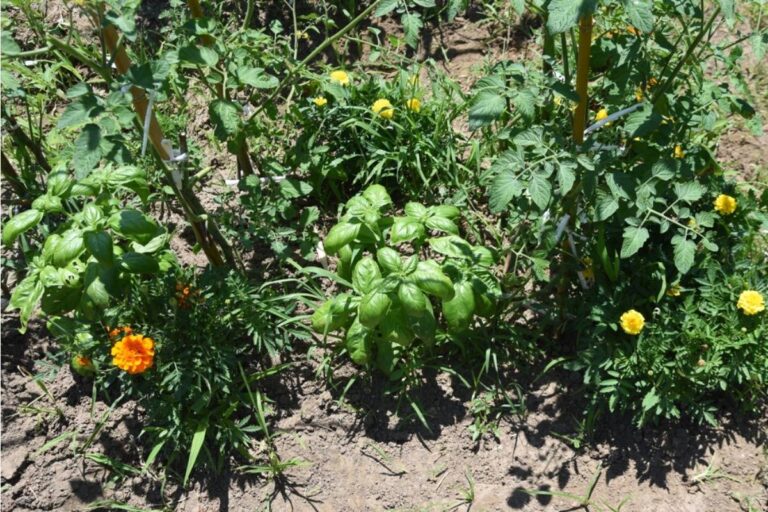 Home Growers Are Pairing Vegetables With Companion Plants, And It’s Improving Growth Without Extra Chemicals