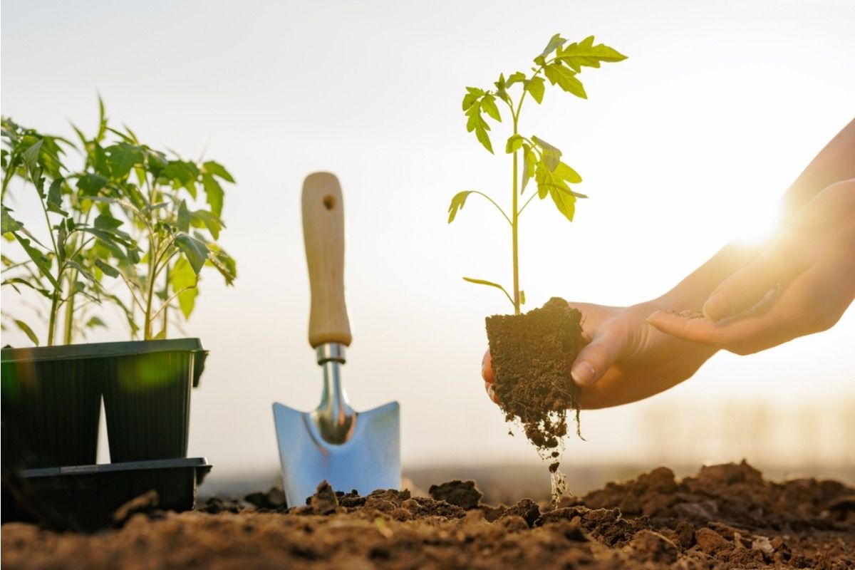 If You Move Tomato Seedlings Outside Too Soon, The Stress Can Slow Growth Even If They Don’t Die