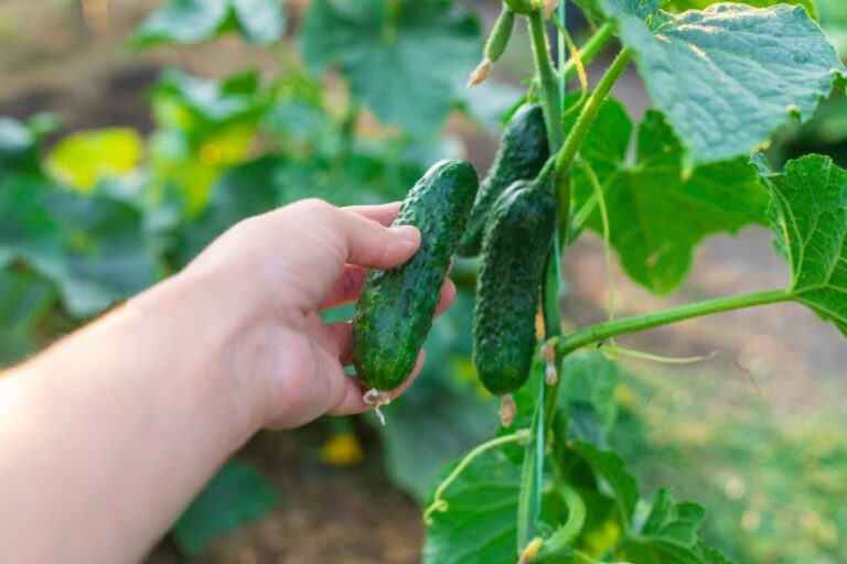 If You Plant Cucumbers Too Early, One Cold Night Can Set Them Back Weeks Without You Realizing