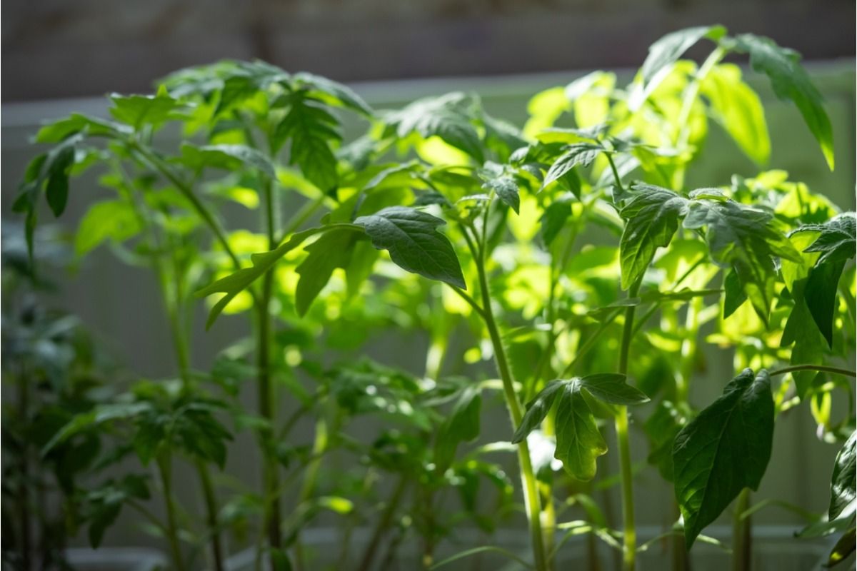 If You Use Last Year’s Garden Layout Again, Changing Sunlight Patterns Could Be Affecting Growth More Than You Think