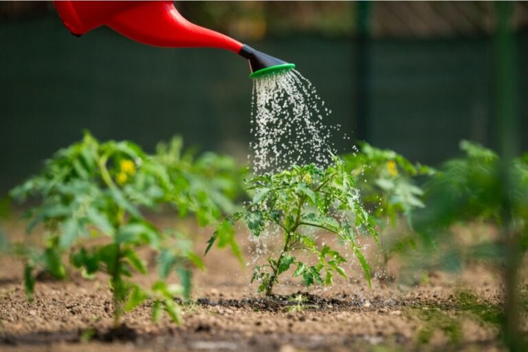 If You Water Tomato Plants Too Early in the Day, This One Common Habit Could Be Slowing Growth Without You Realizing