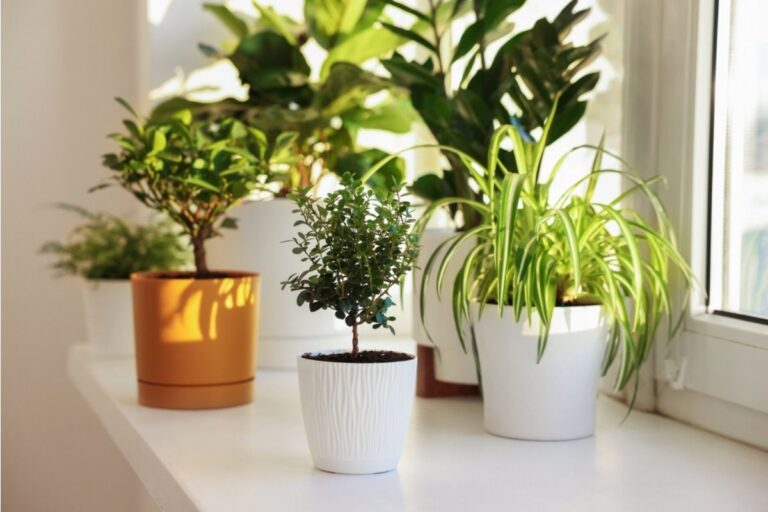 Indoor Plants Are Thriving in Some Homes but Struggling in Others, Even With the Same Care Routine