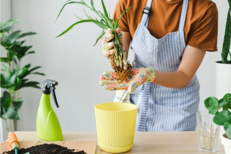Many Backyard Plants Appear Healthy on the Surface, But Experts Say Hidden Root Stress Is Becoming More Common