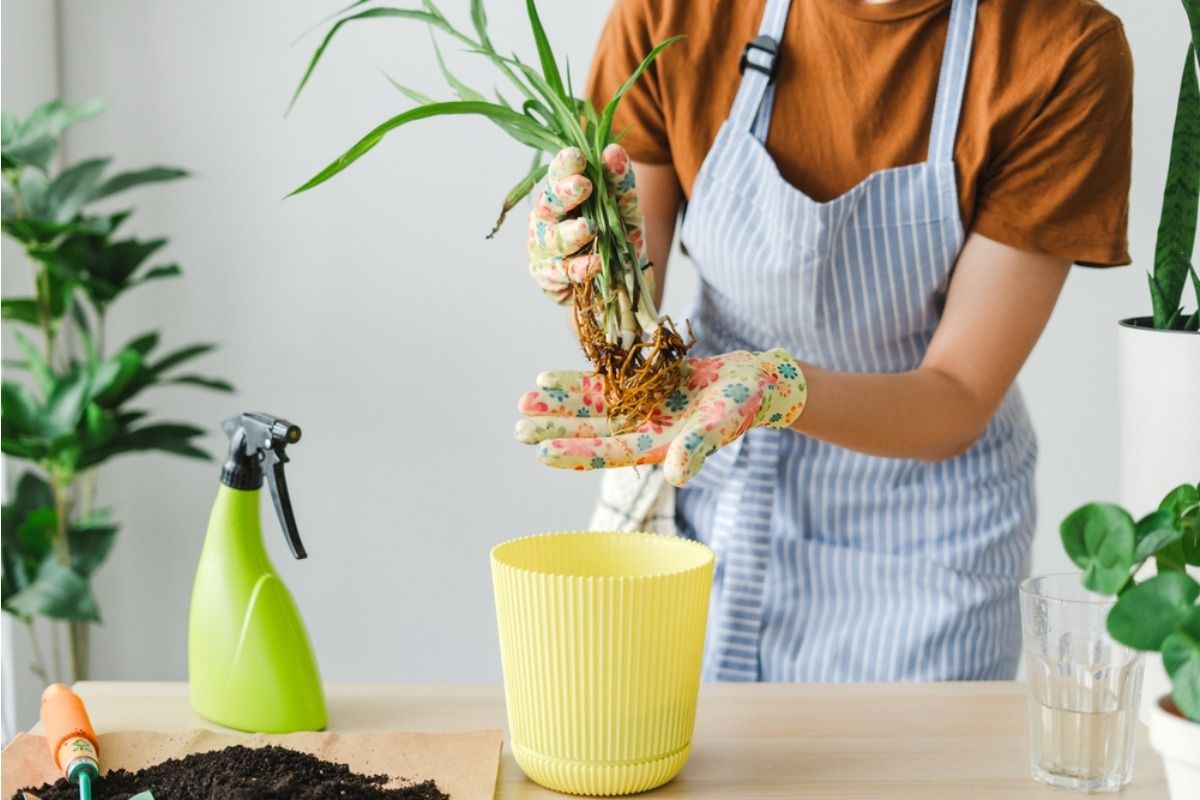 Many Backyard Plants Appear Healthy on the Surface, But Experts Say Hidden Root Stress Is Becoming More Common