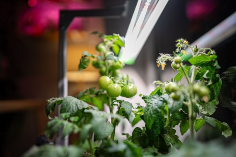 Many Home Gardens Look Full but Still Produce Low Yields, And One Spacing Mistake Could Be the Cause