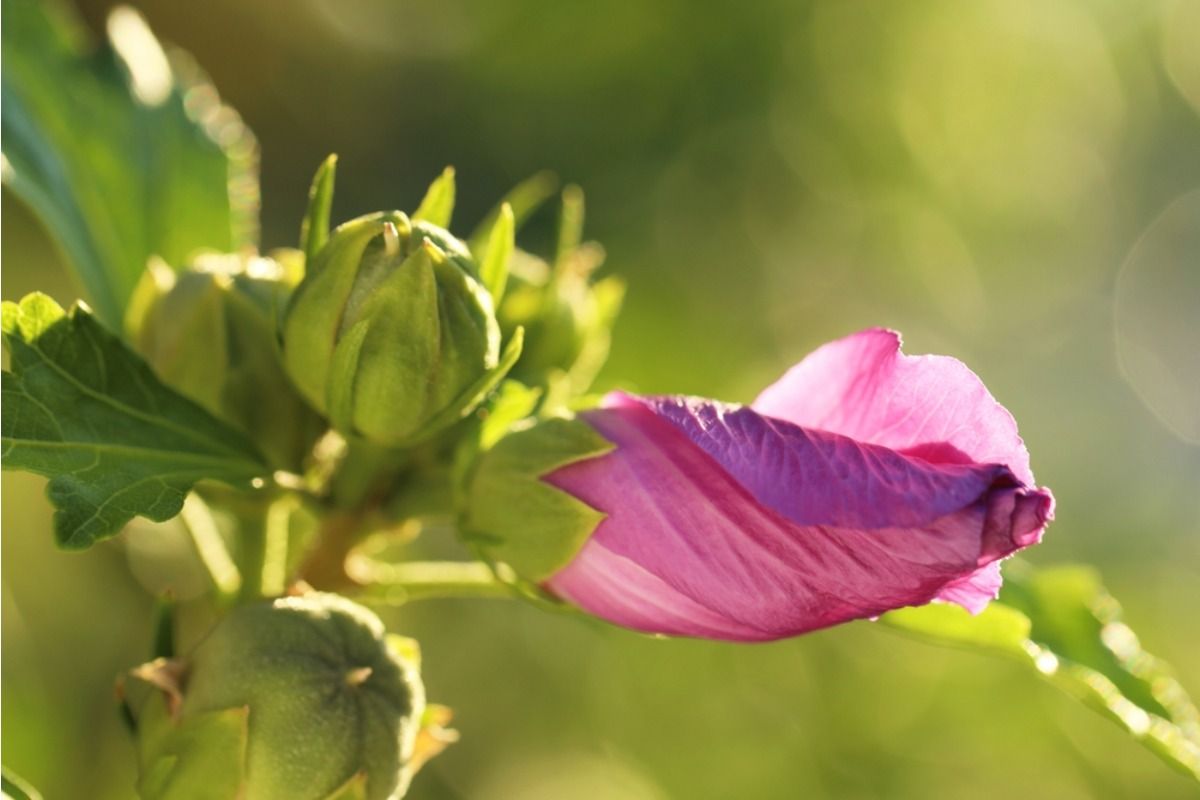 Many Home Growers Are Seeing Buds Form but Never Open, And Timing May Be the Hidden Issue