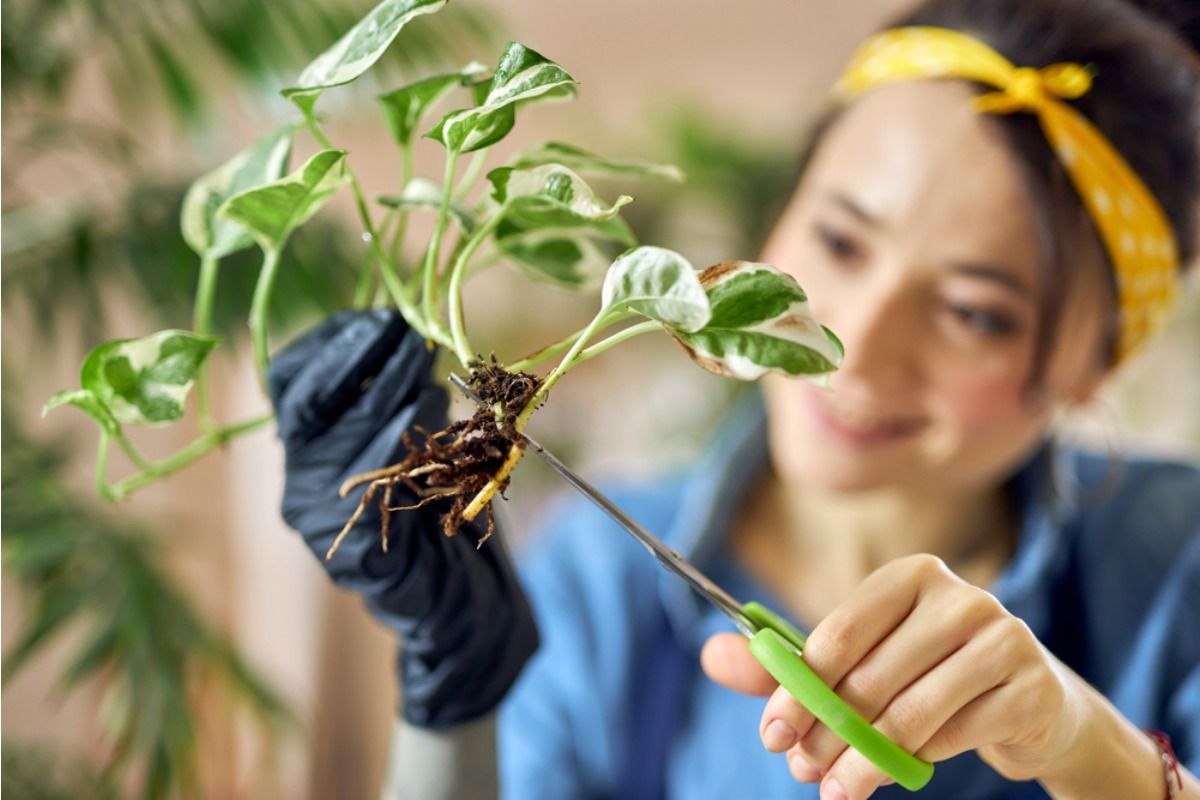 People Are Using “Cut-and-Come-Again” Gardening at Home, And One Plant Is Feeding Families for Months