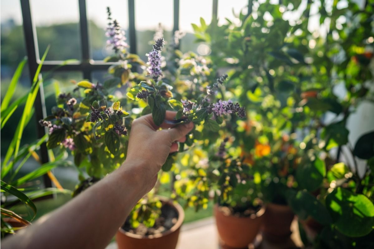 Some Home Gardens Are Now Built Entirely on Balconies, And They’re Feeding Families With Fresh Produce Year-Round