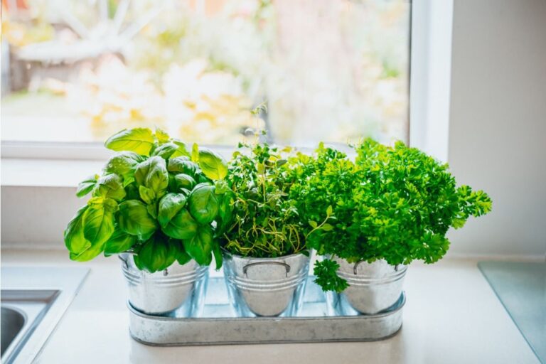 Some Households Are Growing Herbs Directly in Their Kitchens, And Fresh Cooking Ingredients Are Now Always Within Reach