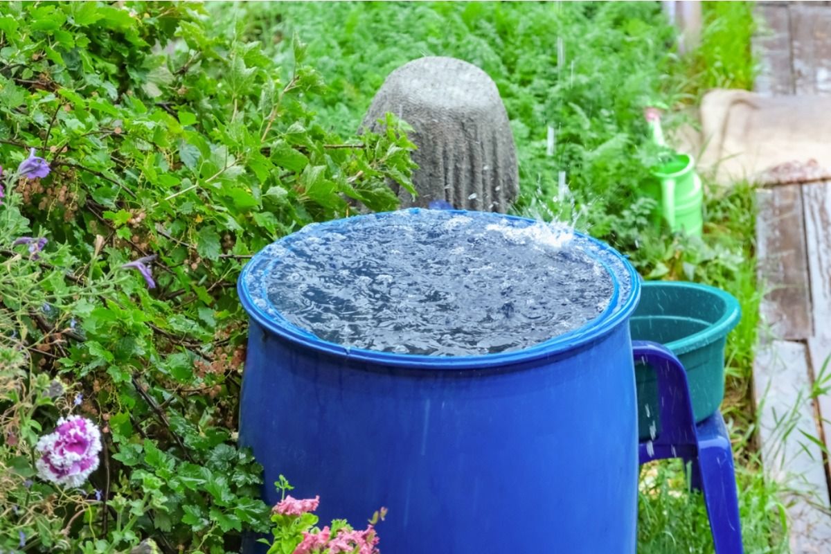 Some People Are Growing Vegetables Using Only Rainwater, And It’s Cutting Down Daily Maintenance at Home