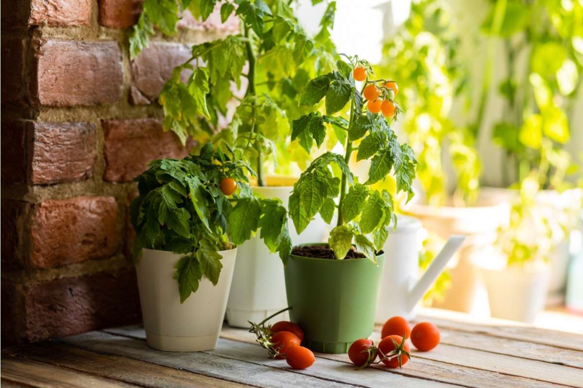Some People Are Growing Vegetables Year-Round Indoors Using Minimal Setup, And It’s Reducing Dependence on Seasonal Gardening