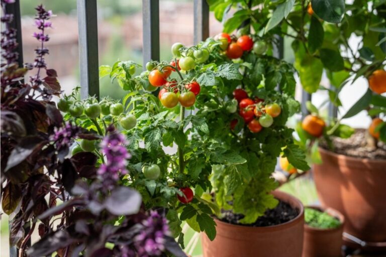 Why Some Balcony Gardens Produce Fresh Vegetables All Season While Others Stop Early Without Warning