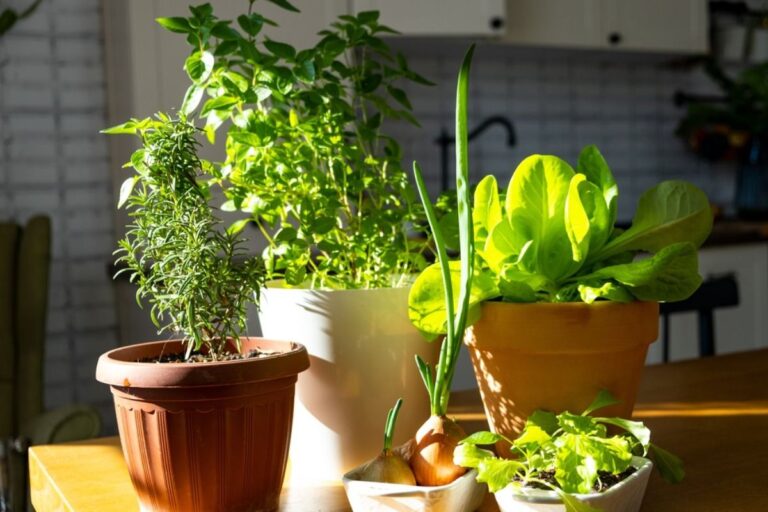 Why Some Small Home Gardens Produce More Than Large Ones, And It Comes Down to One Smart Change
