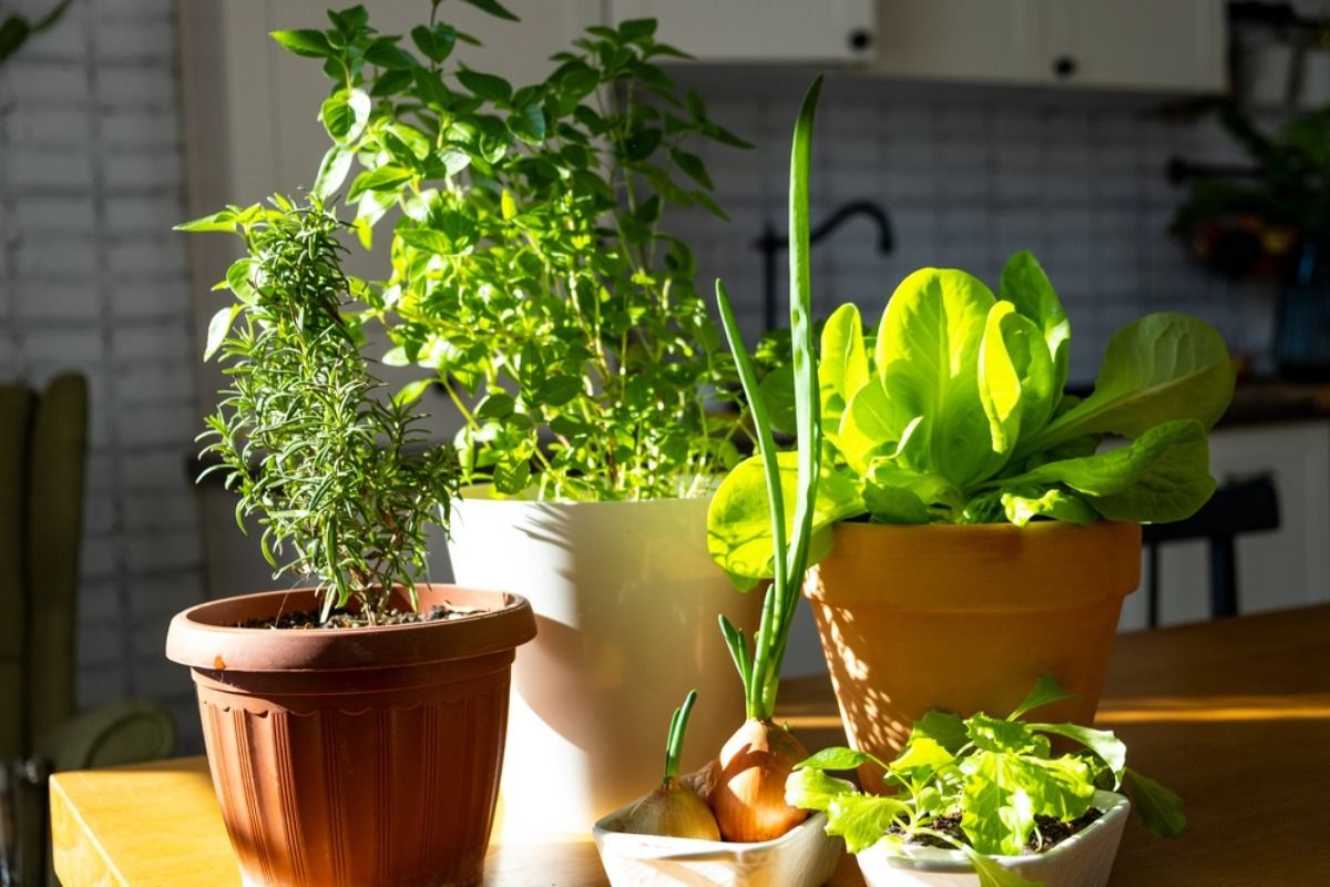 Why Some Small Home Gardens Produce More Than Large Ones, And It Comes Down to One Smart Change