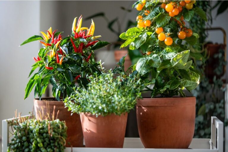 Why Some Vegetable Plants Produce Leaves but Almost No Fruit, Even in Well-Tended Gardens