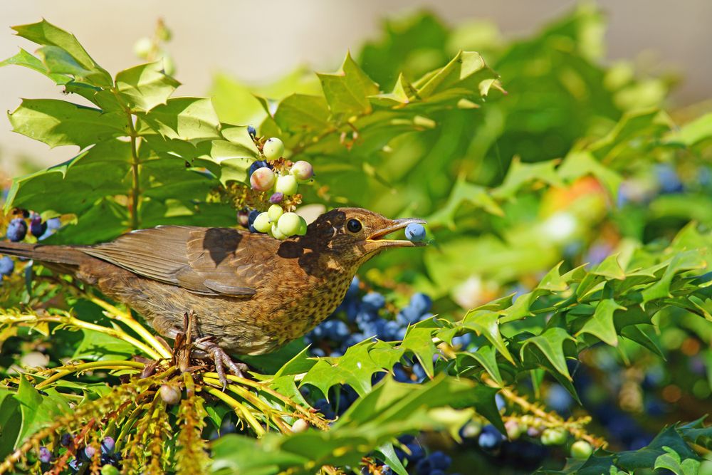 A Backyard Grower Says Birds Keep Eating His Vegetables Before Harvest, Now He’s Trying New Ways to Protect Them