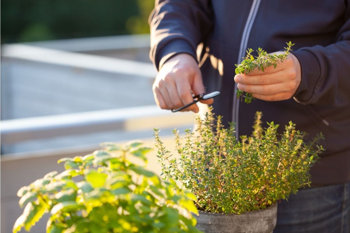 Gardener Says Guests Keep Pulling Herbs Straight From Her Garden During Parties, Now She’s Started Hiding the Most Valuable Plants