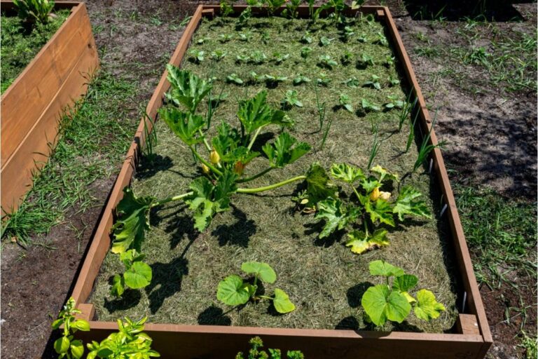 Gardener Says Guests Keep Walking Through Her Vegetable Beds to Take Photos, Now She’s Limiting Backyard Gatherings Completely