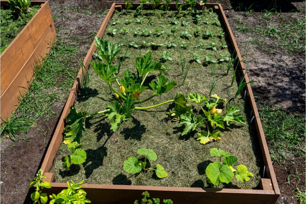 Gardener Says Guests Keep Walking Through Her Vegetable Beds to Take Photos, Now She’s Limiting Backyard Gatherings Completely