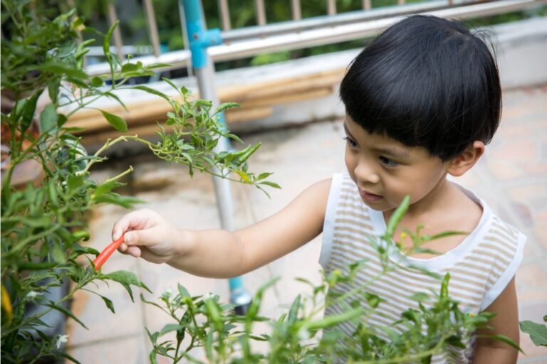 Gardener Says Kids From Nearby Homes Keep Picking Vegetables Without Asking, Now She’s Putting Up Signs to Stop It