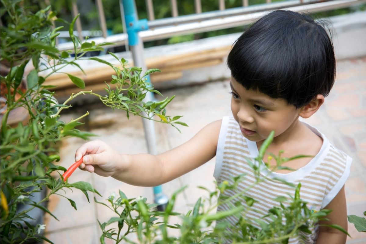 Gardener Says Kids From Nearby Homes Keep Picking Vegetables Without Asking, Now She’s Putting Up Signs to Stop It