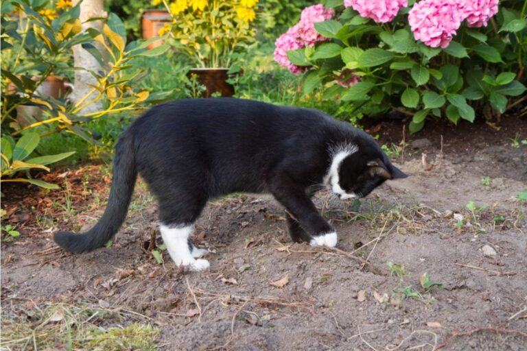 Gardener Says Local Cats Keep Digging Freshly Planted Herb Beds, Now She’s Testing Multiple Unusual Deterrent Methods