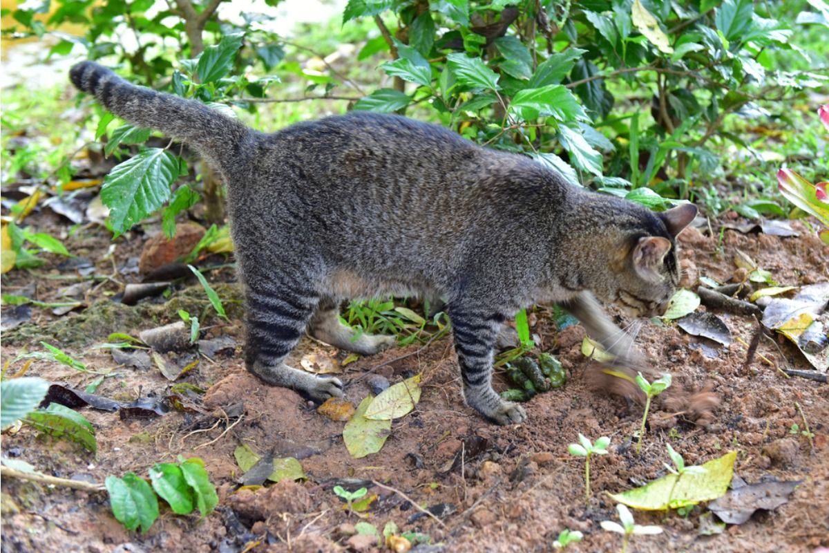 Gardener Says Local Cats Keep Digging in Her Vegetable Beds Every Night, Now She’s Trying New Ways to Protect Her Crops