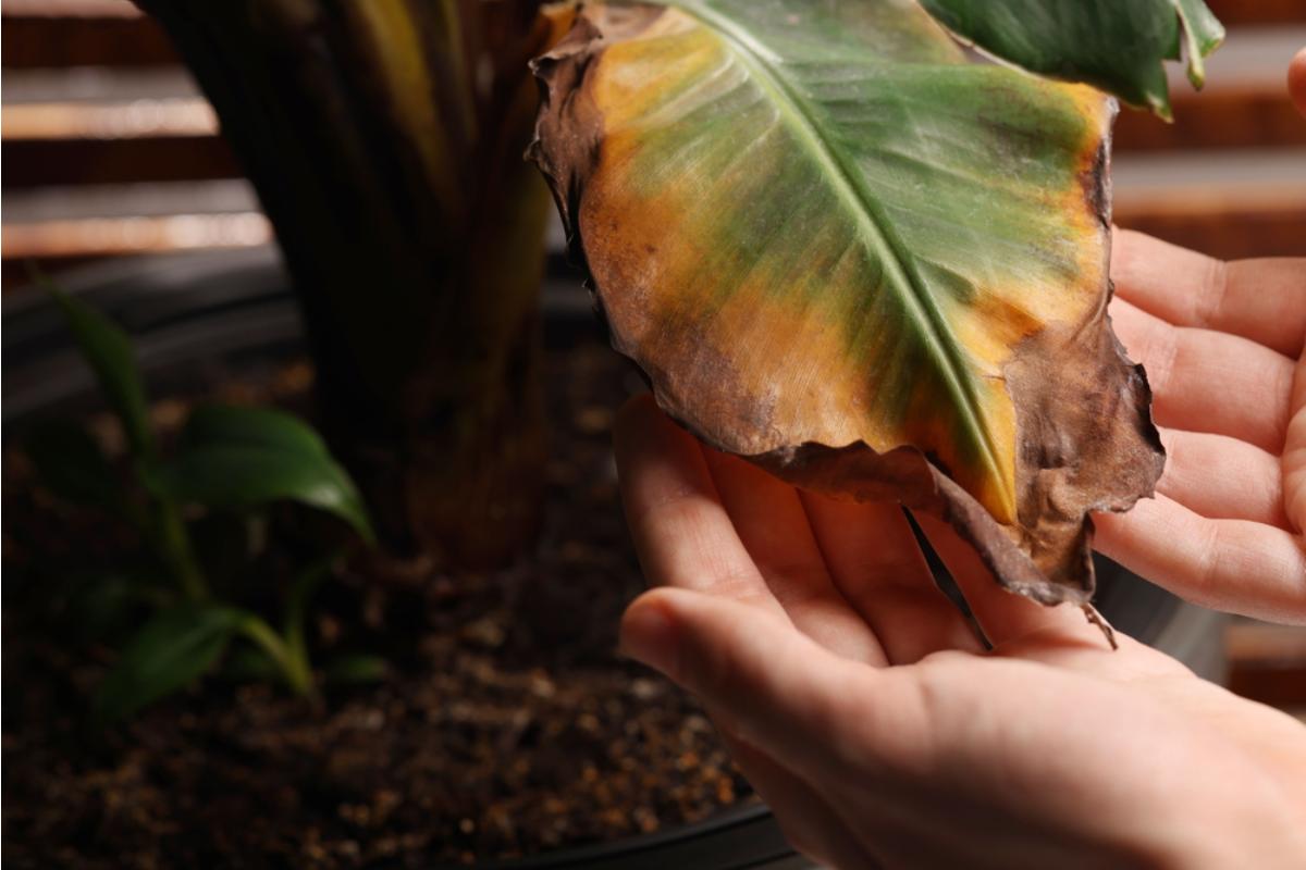 Gardener Says Local Residents Keep Bringing Her Sick Plants to “Save,” Now Her Healthy Garden Is at Risk From Pests and Disease