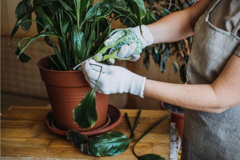 Gardener Says People Keep Asking to “Borrow” Plants for Events and Returning Them Damaged Days Later